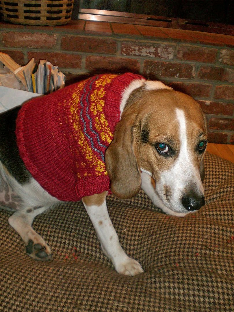  photo Doggy sweaters_zps6pqlg0t5.jpg