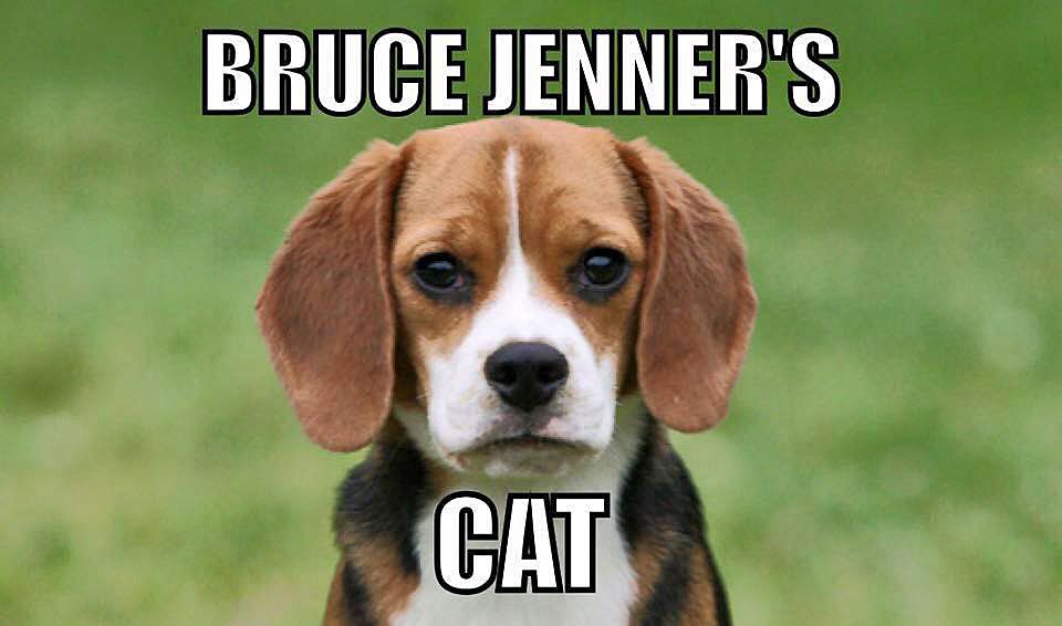 Bruce Jenner's Cat photo bruce jenners cat_zpsrttmle0v.jpg
