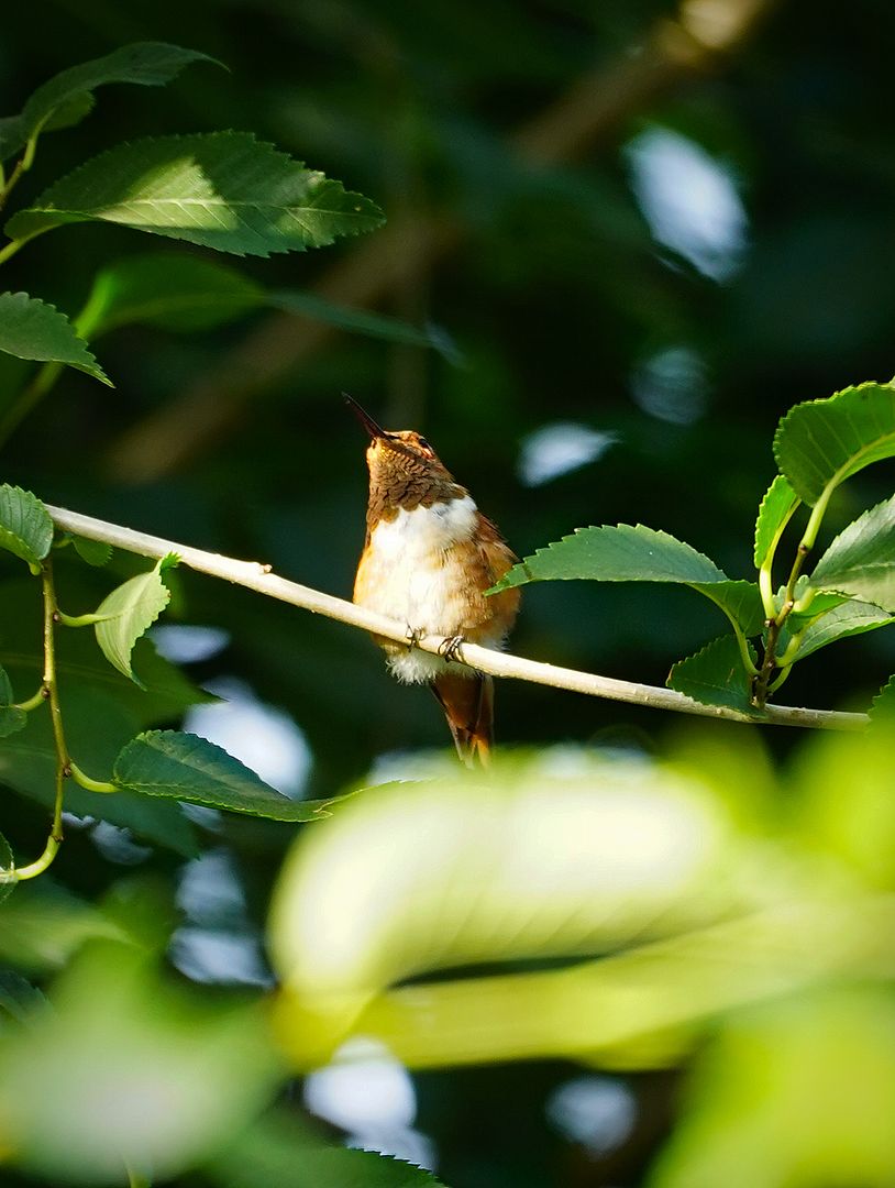  photo hummingbird 7-13- 17 1_zpsgsnyqzdq.jpg