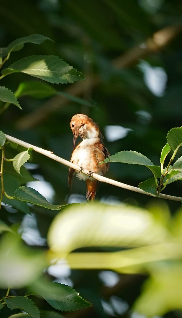  photo hummingbird 7-13- 17 2_zps1pkcjrvd.jpg
