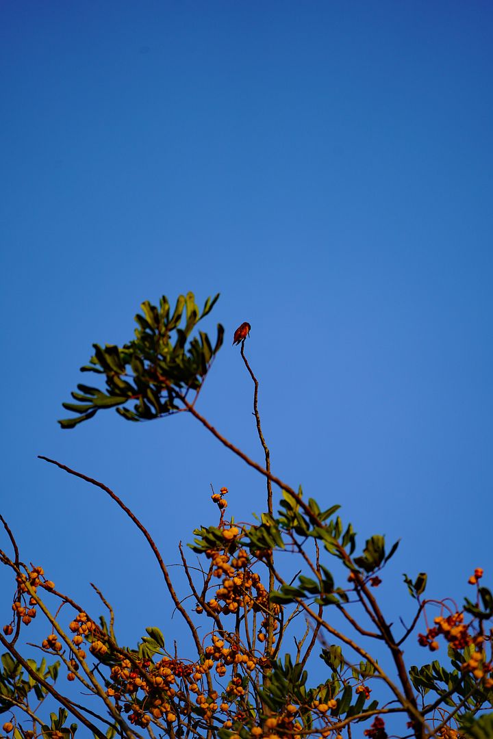  photo hummingbird 7-18- 17 1_zpstibqavpl.jpg