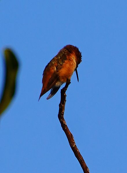  photo hummingbird 7-18- 17 2_zpsbgjclifb.jpg