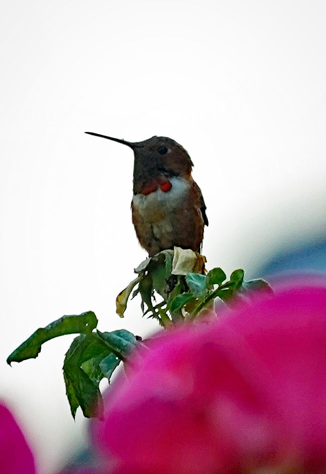  photo hummingbird 7-6-17_zps05lcucp4.jpg