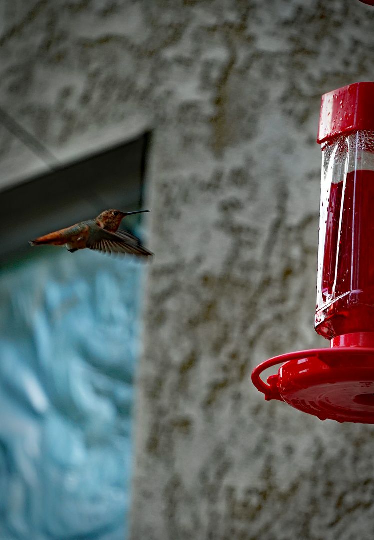  photo hummingbird 7-9- 17 1_zps5zsfrjpz.jpg