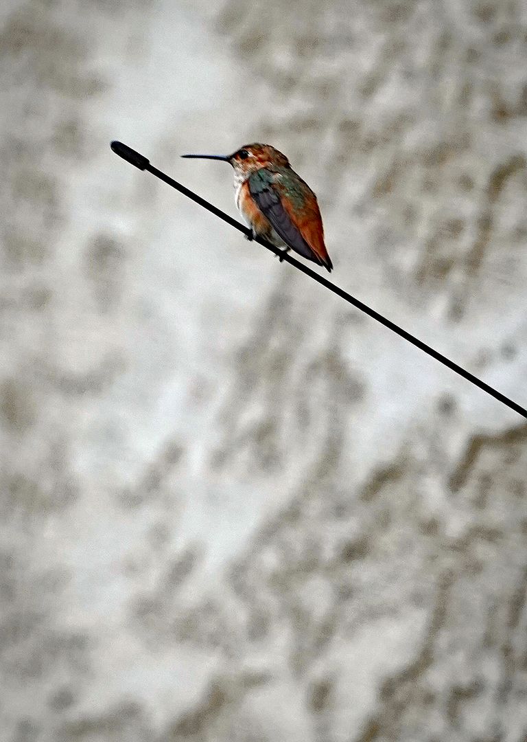  photo hummingbird 7-9- 17 2_zps5pnvzrol.jpg