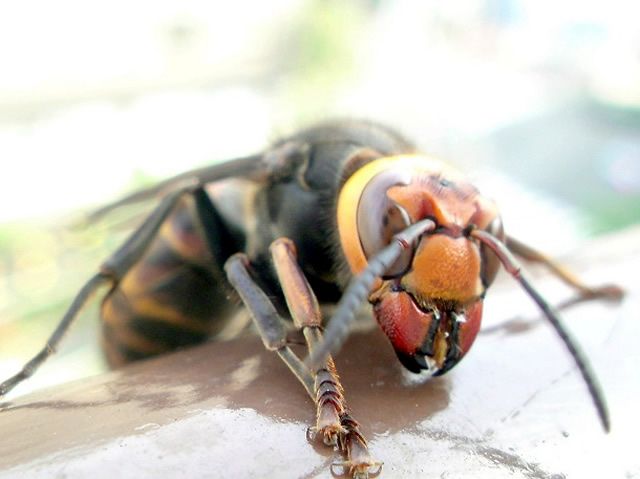  photo insetos-japoneses-terriveis_1.jpg
