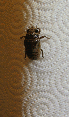  photo insetos-japoneses-terriveis_10b.gif