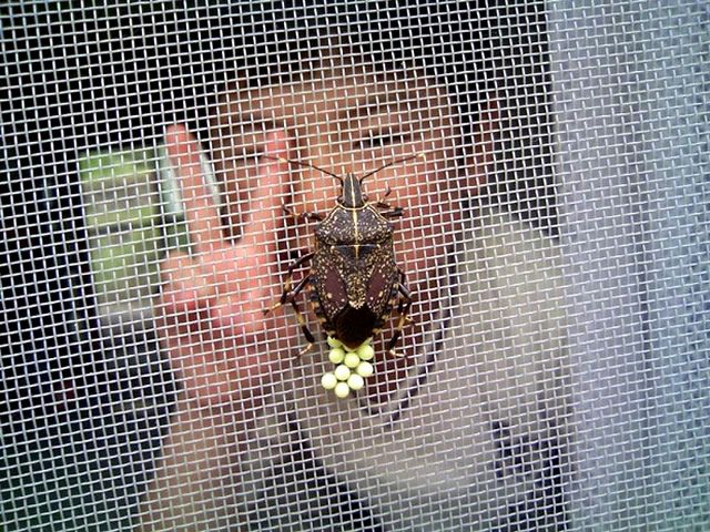  photo insetos-japoneses-terriveis_9.jpg