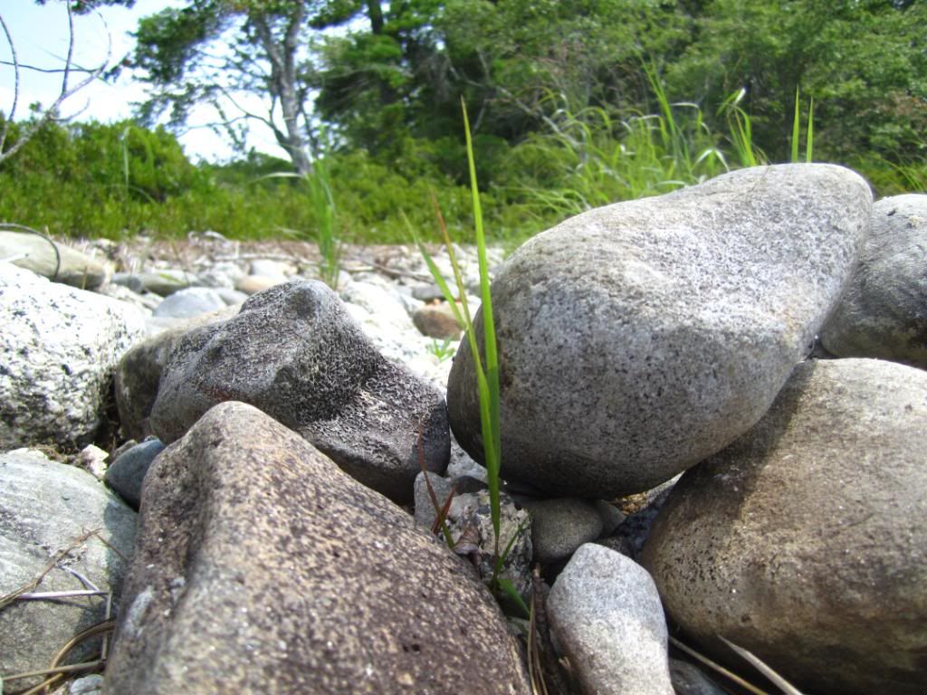 IMG_0877.jpg Grass Growing with Rocks