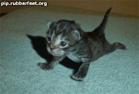 Cats-Animated-Gifs-23_zps11d78933.gif