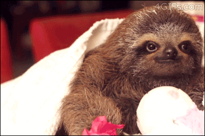 Romantic-sloth-gives-flower_zps141ed76c.gif