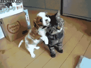 cat-puppy-hug-gif_zpsfa817523.gif