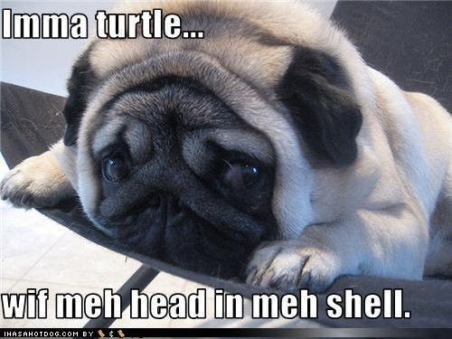 turtle_pug_zpse4df19af.jpg