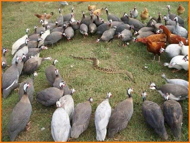 Poultry Central The New Zealand Poultry Chicken Forum View Topic poultry-central-the-new-zealand-poultry-chicken-forum-view-topic