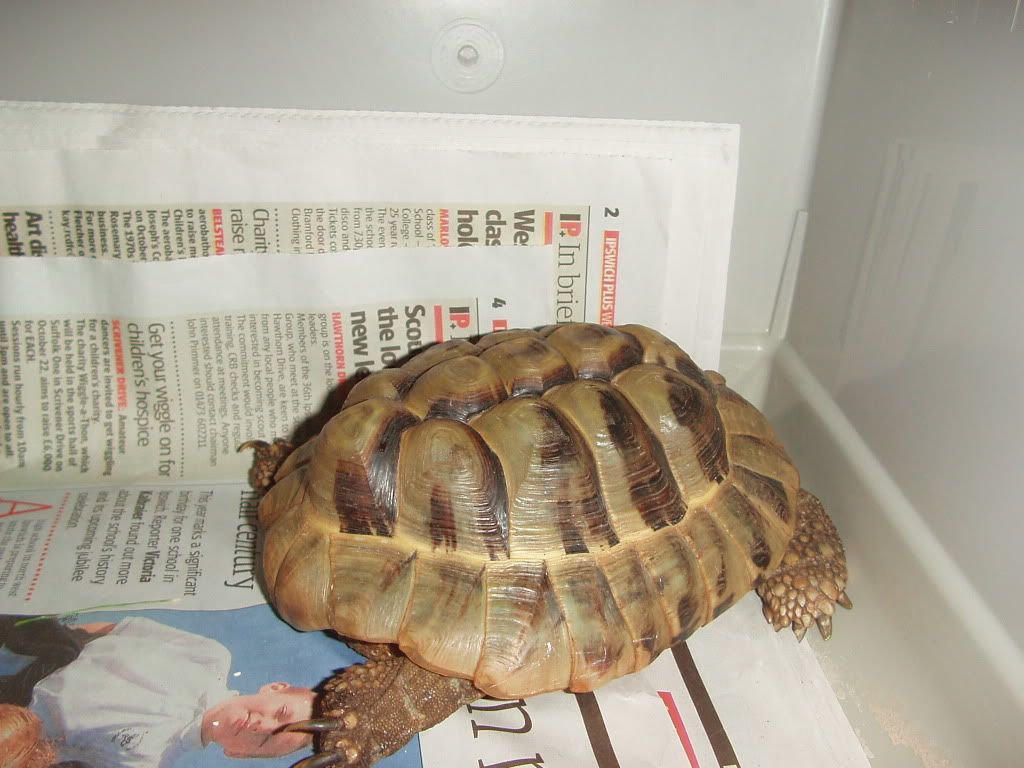 Tortoise3-10-11005.jpg