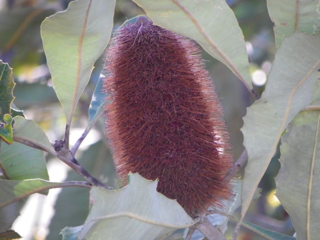 Native Banksia Flower