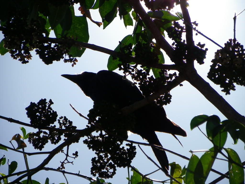 Australian Crow