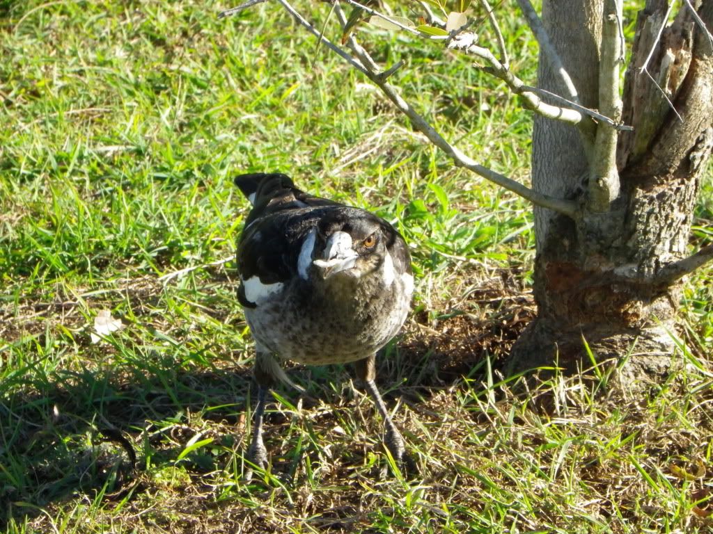 baby magpie