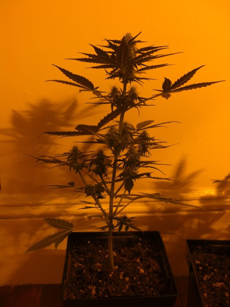 Jungle Fever w NOVA & C4PTM0RG4N Grasscity Forums The 1 Marijuana