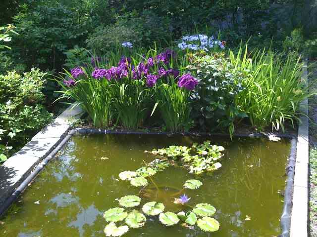 Pond.jpg