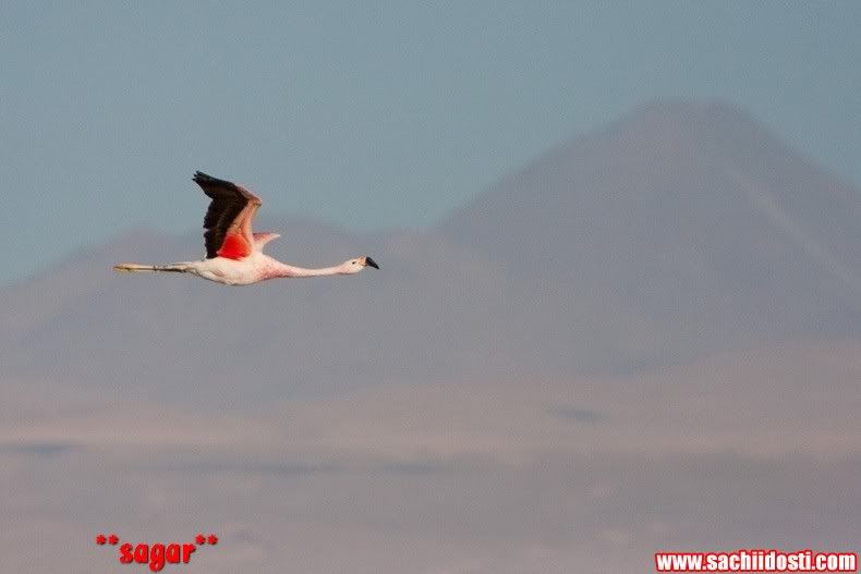 32 5 - World Salt Flat