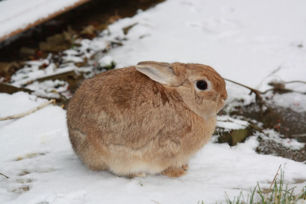 bunny-in-snow.jpg