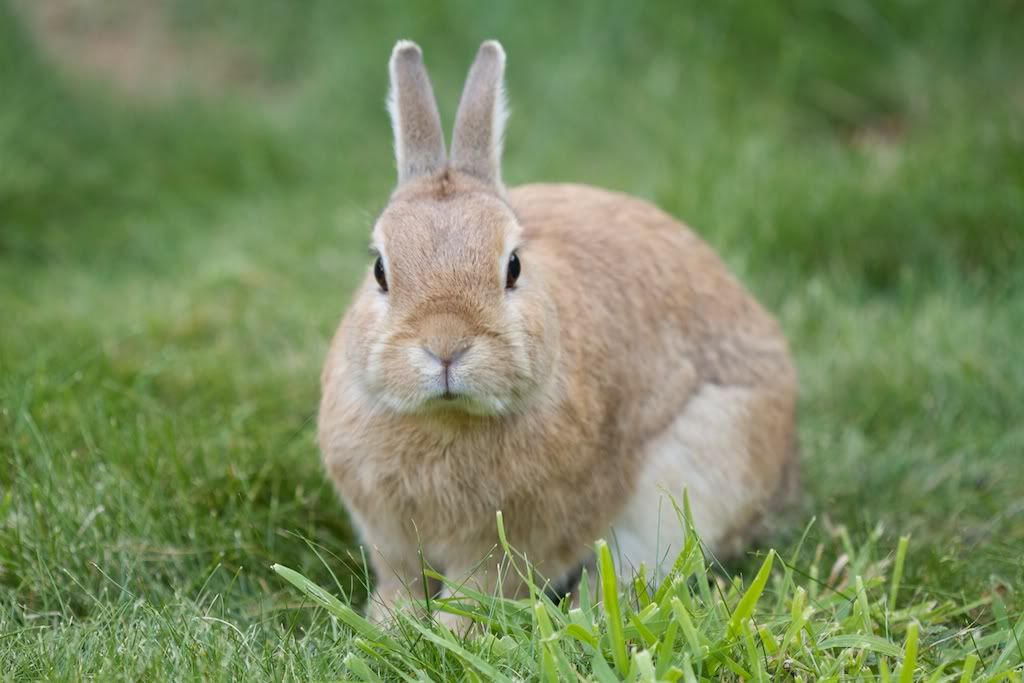 bunny4.jpg