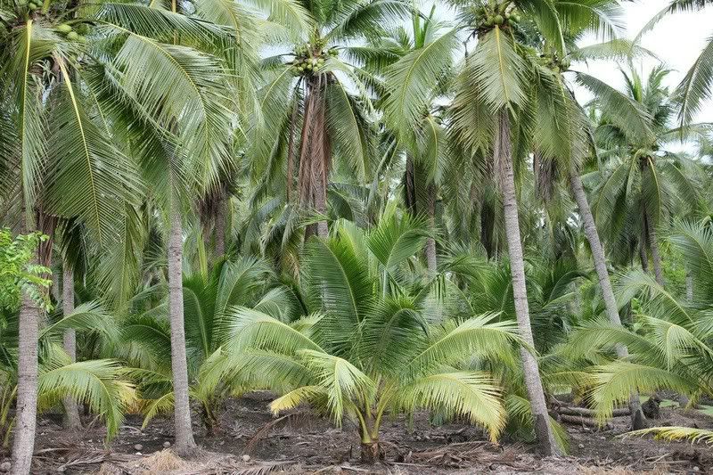 Cần anh em chia sẻ kinh nghiệm đi phượt Thái Lan - 42