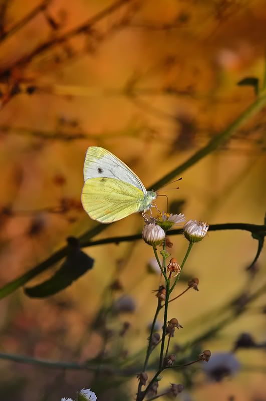 DSC_00992.jpg