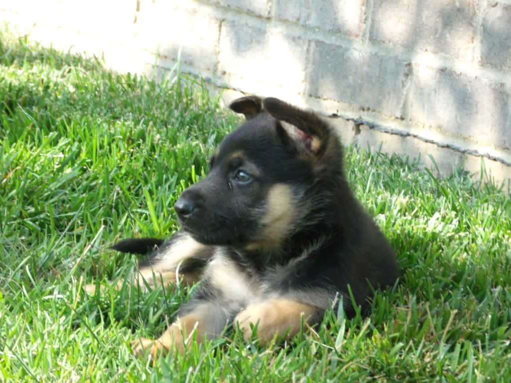 douglas major german shepherd