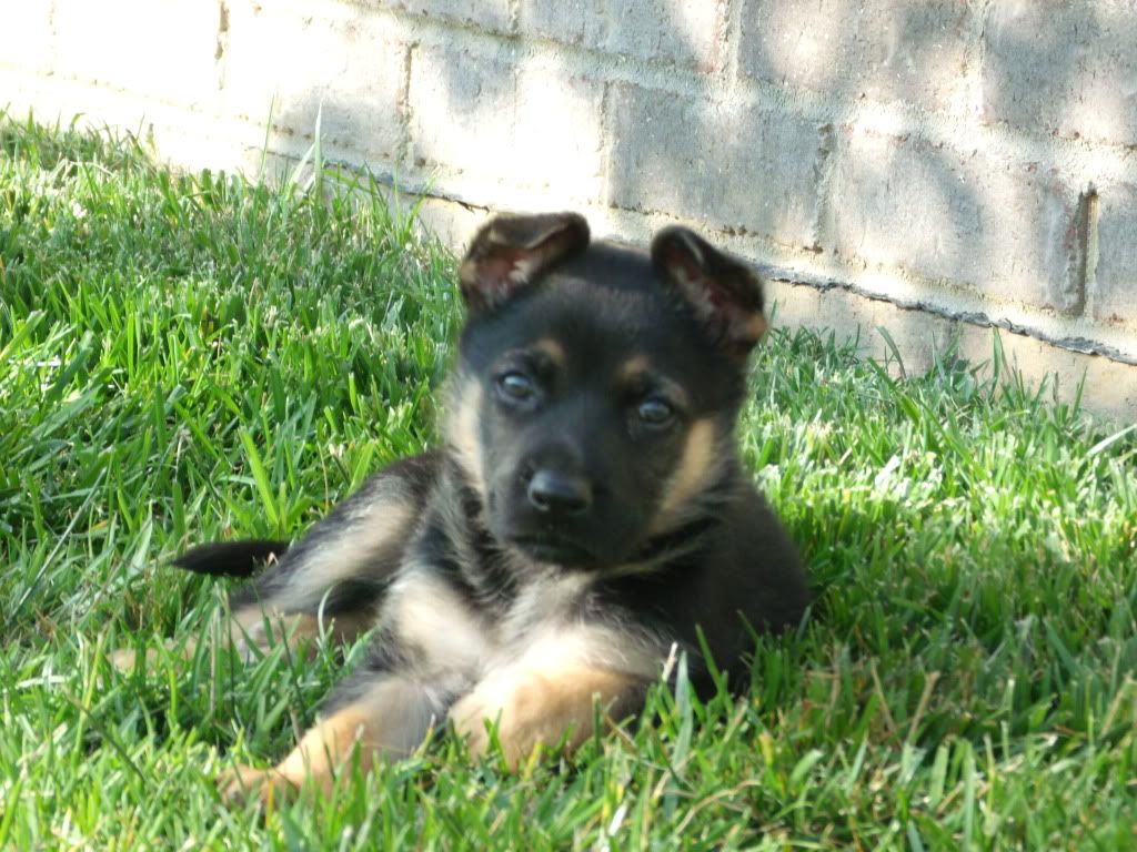 douglas major german shepherd