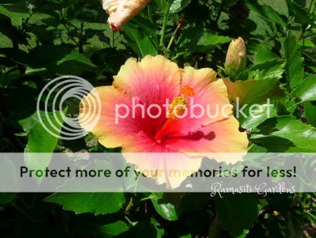 Unique Hibiscus Flower Plant (3) cuttings Rare Sunset color.Tropical