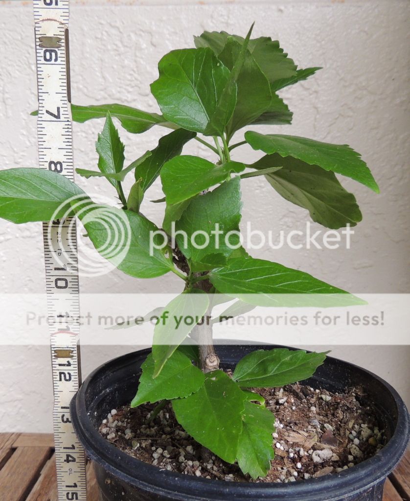 Hibiscus Flower Plant 1(one) Live Plant. Rare Sunset color Tropical