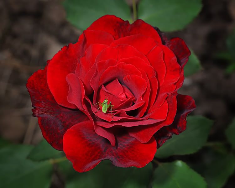 DSC_0346.jpg