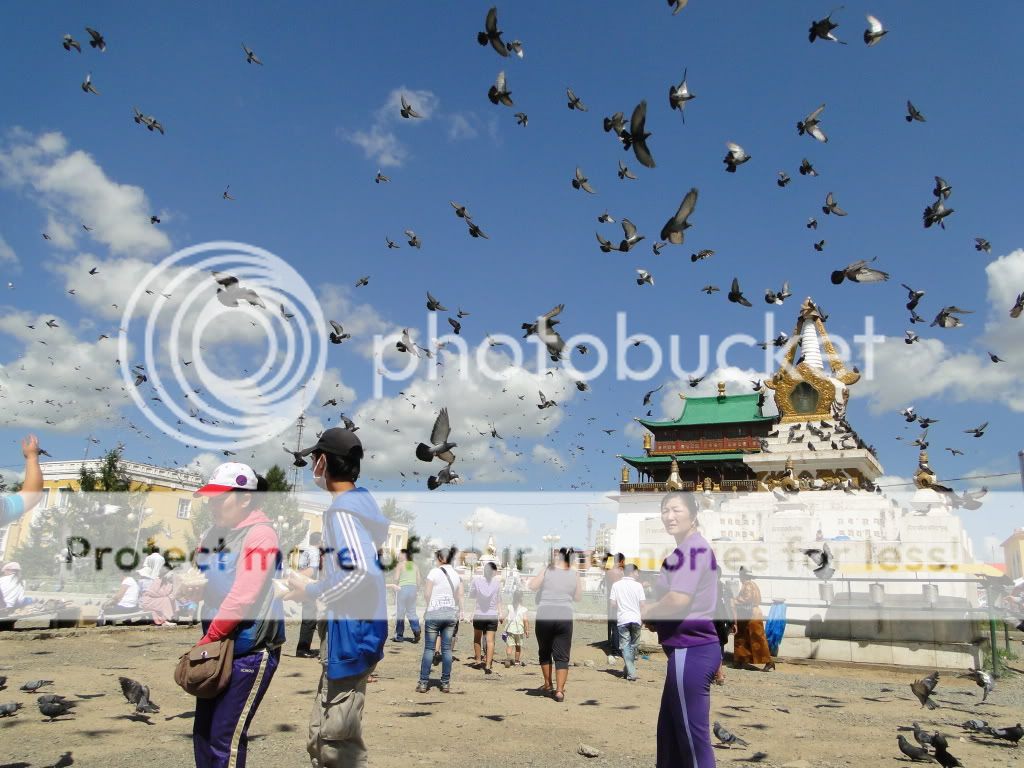 Pigeons at Gandan Monastery